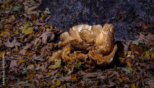 Mushroom on a ground with dead leaves