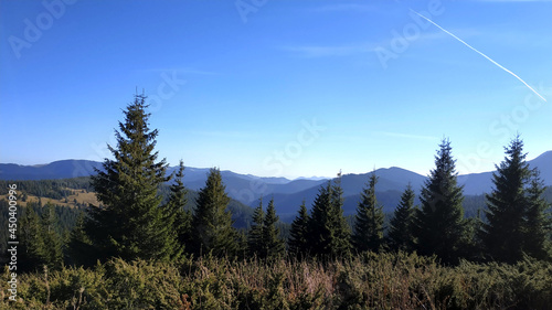 carpathian mountains forest