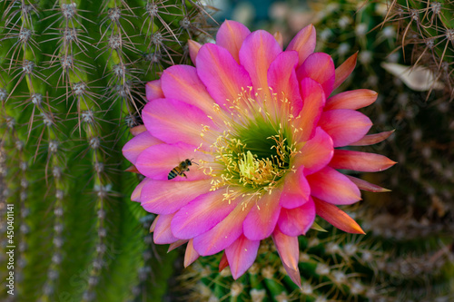 Pink Cactus Flower 4
