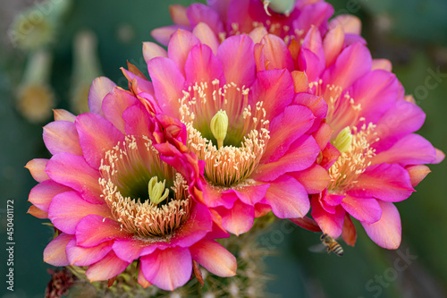 Pink Cactus Flower 3
