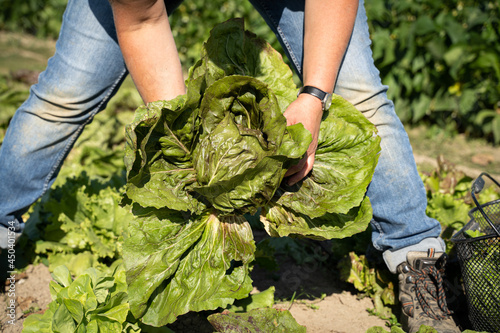 Gemüseanbau - im Sommer können die ersten Kohlarten geerntet werden. Landwirtschaftliches Symbolfoto. photo