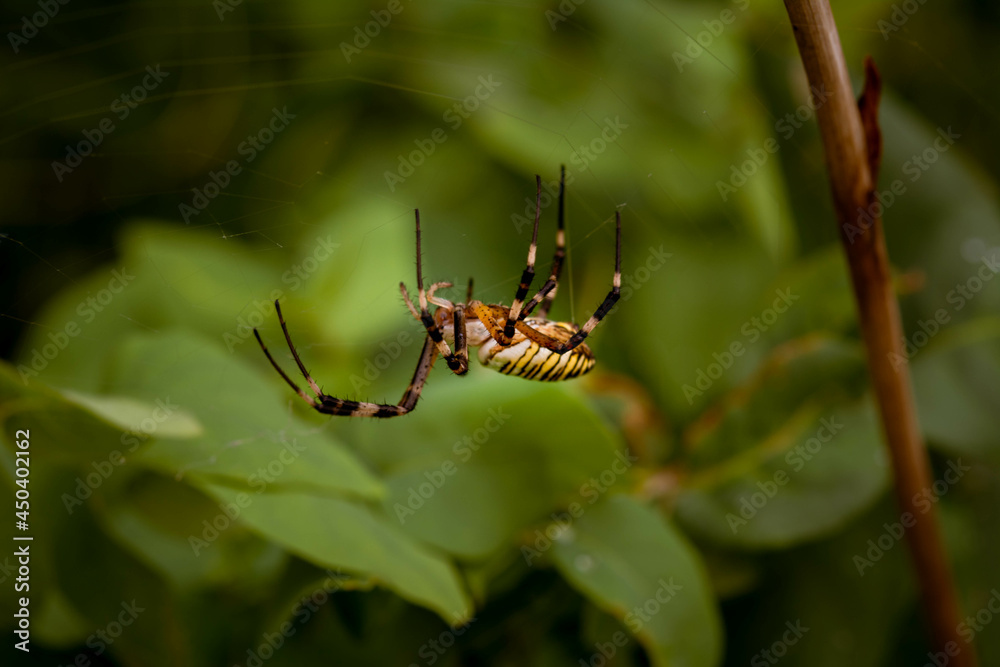 Spider wasp. Female spider wasp Argiope Bruennichi on a background of green foliage Spider wasp. Female spider wasp Argiope Bruennichi on a background of green foliage