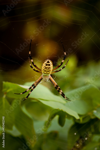 Spider wasp. Female spider wasp Argiope Bruennichi on a background of green foliage photo