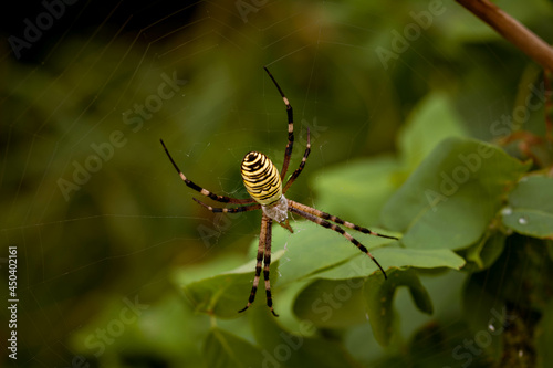 Spider wasp. Female spider wasp Argiope Bruennichi on a background of green foliage