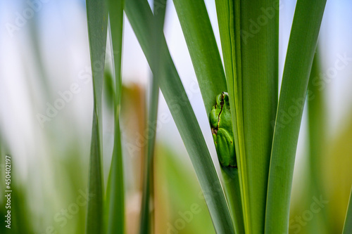 The European tree frog (Hyla arborea) sitting among the leaves of a green cattail. Beautiful little green frog, rare, in its natural habitat.