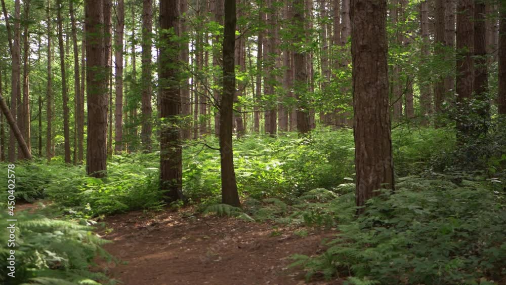Pine trees in forest with lush green bracken in Summer Pine trees in forest with lush green bracken in Summer