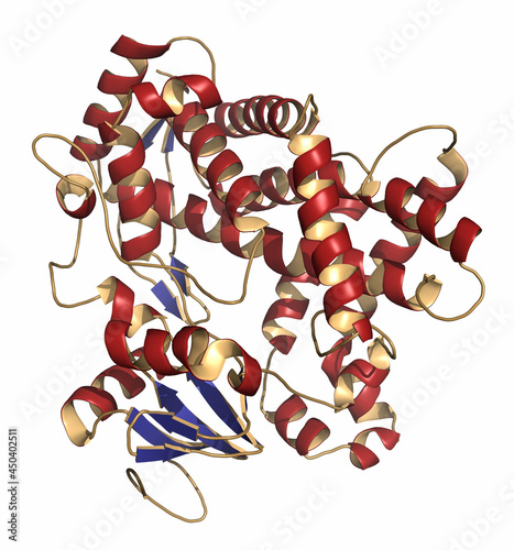 Cytochrome P450 (CYP2D6) liver enzyme in complex with the drug quinine. 3D render. photo