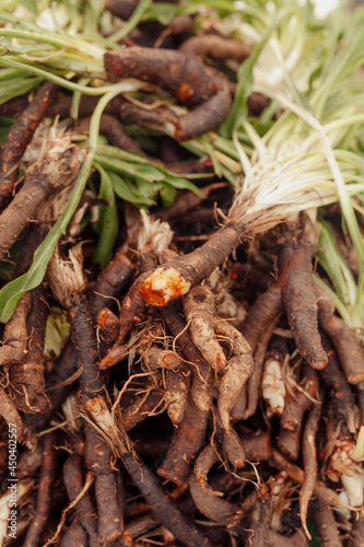 Oyster root at the farmers market