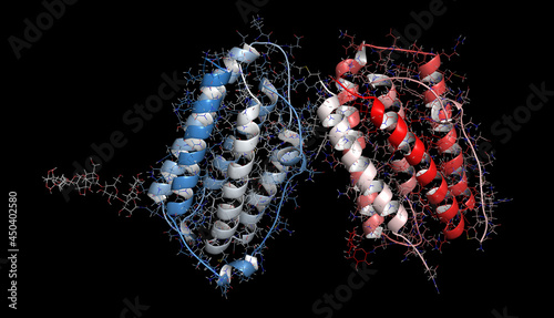 Interferon beta protein. 3D Illustration. photo
