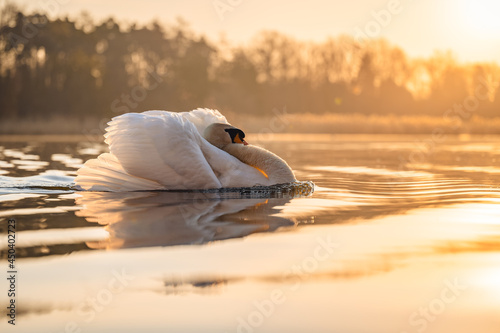 Fototapeta Naklejka Na Ścianę i Meble -  An angry swan floating on the water surface during the morning golden hour. The head is tucked between the wings and the chest inflated.