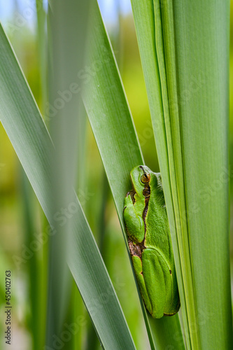 The European tree frog  Hyla arborea  sitting among the leaves of a green cattail. Beautiful little green frog  rare  in its natural habitat.