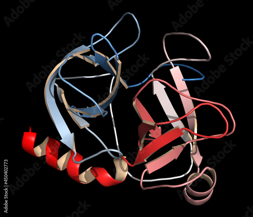 Trypsin digestive enzyme molecule (human). 3D illustration. photo