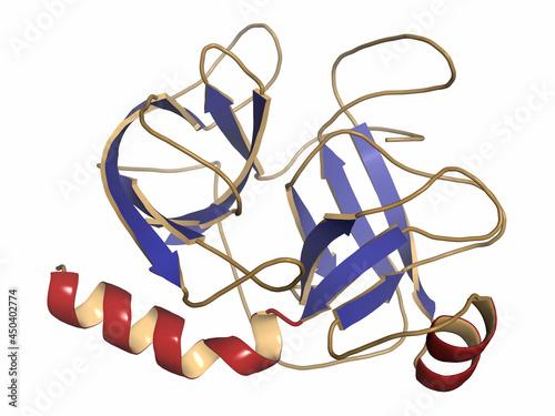 Trypsin digestive enzyme molecule (human). 3D illustration. photo