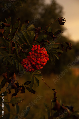 berries on a tree