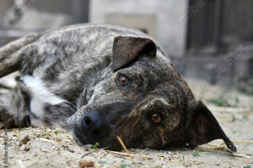 a dog with very sad eyes lies on the ground. portrait of a dog