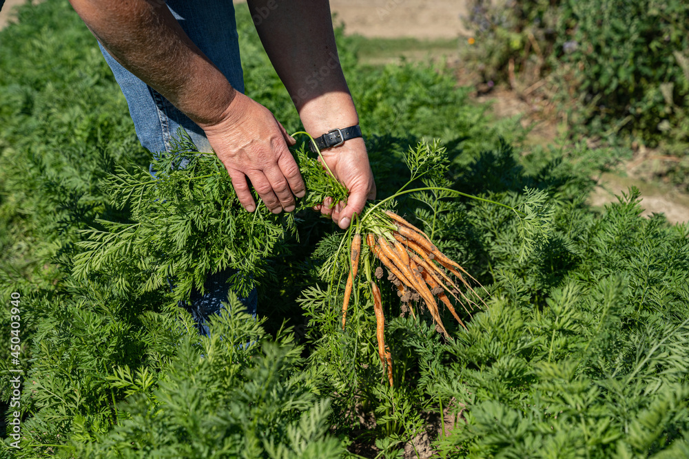 Gartenarbeit - Ernte der ersten Möhren im eigenen Gemüsebeet. Gartenarbeit - Ernte der ersten Möhren im eigenen Gemüsebeet.