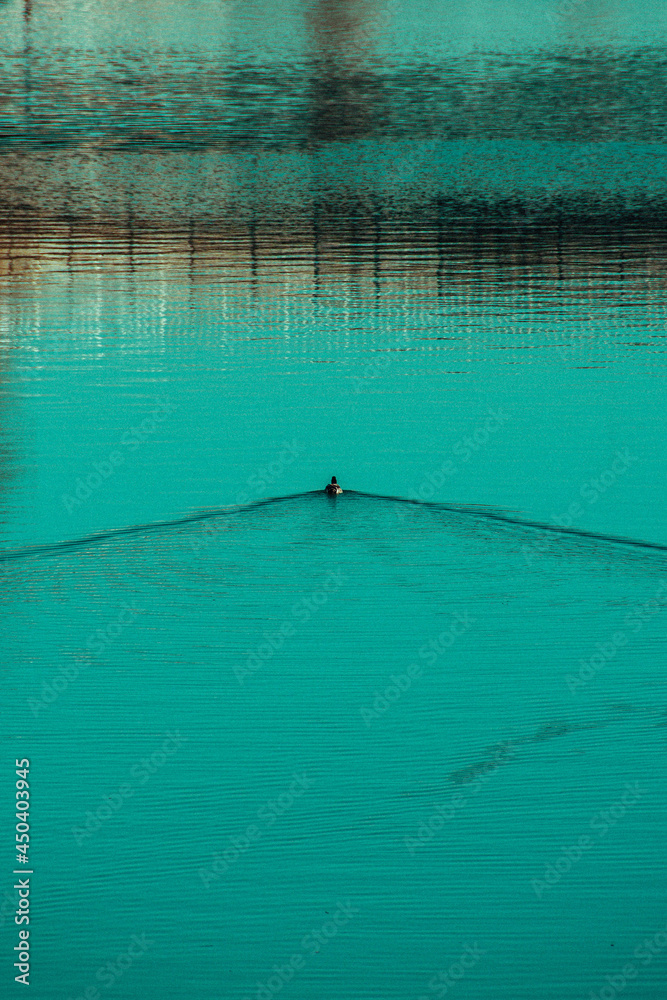 Obraz premium Canard sur l