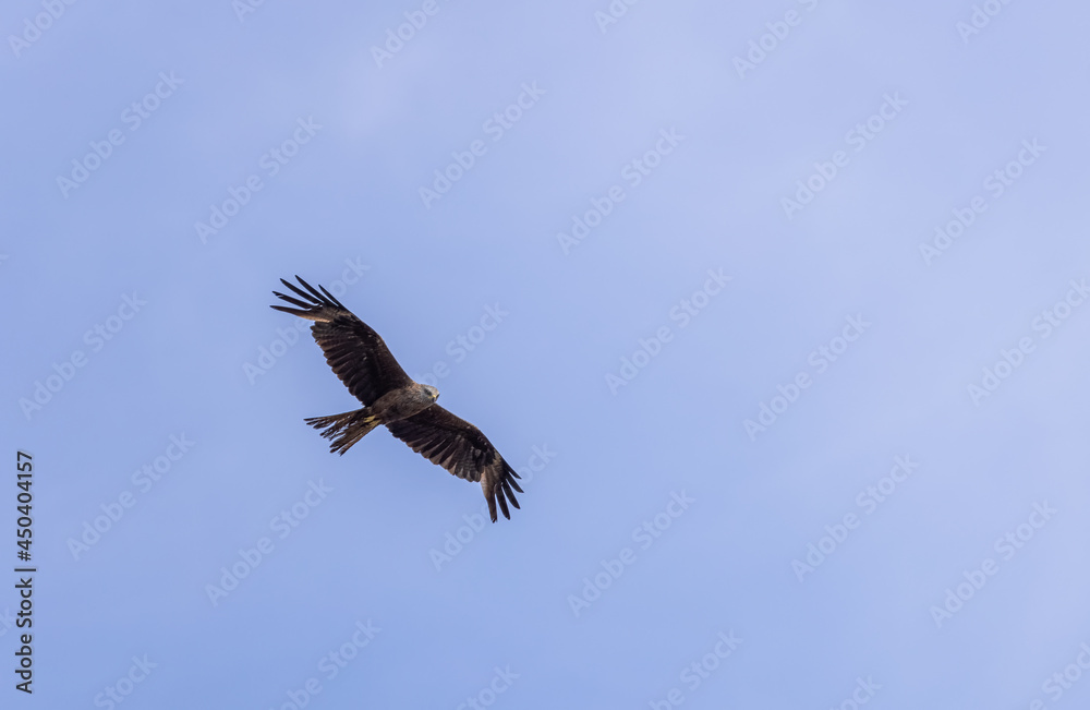 Fototapeta premium A black kite Milvus migrans flies across a clear blue sky. Background of nature. Bird.