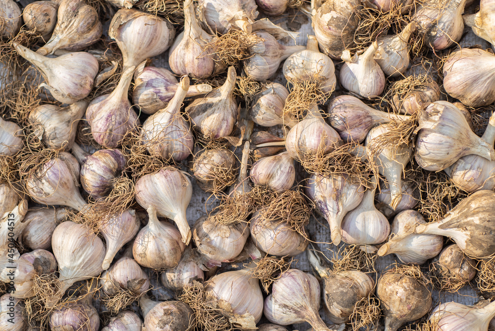 fresh heads of garlic (texture) laid out in the sun to dry, spicy seasoning