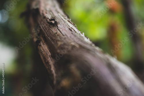 Tree bark close up. Nature in details. Autumn forest. Tree branch closeup. Wooden texture. Beauty of nature. Environment background. Wildlife concept. Spring garden. 