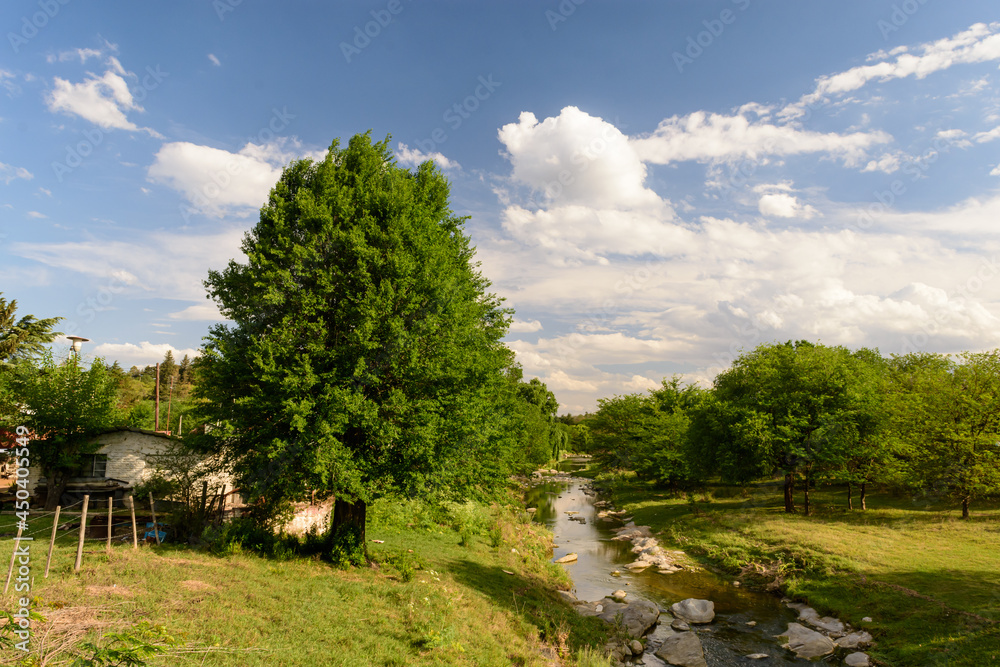 Gran árbol al costado del río. Día soleado hermoso. Gran árbol al costado del río. Día soleado hermoso.