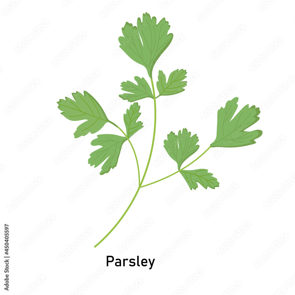 Naklejka premium Parsley plant on a white background for use in website design or clipart