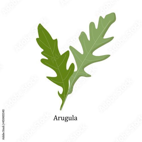Arugula with an inscription on a white background for use in web design or clipart