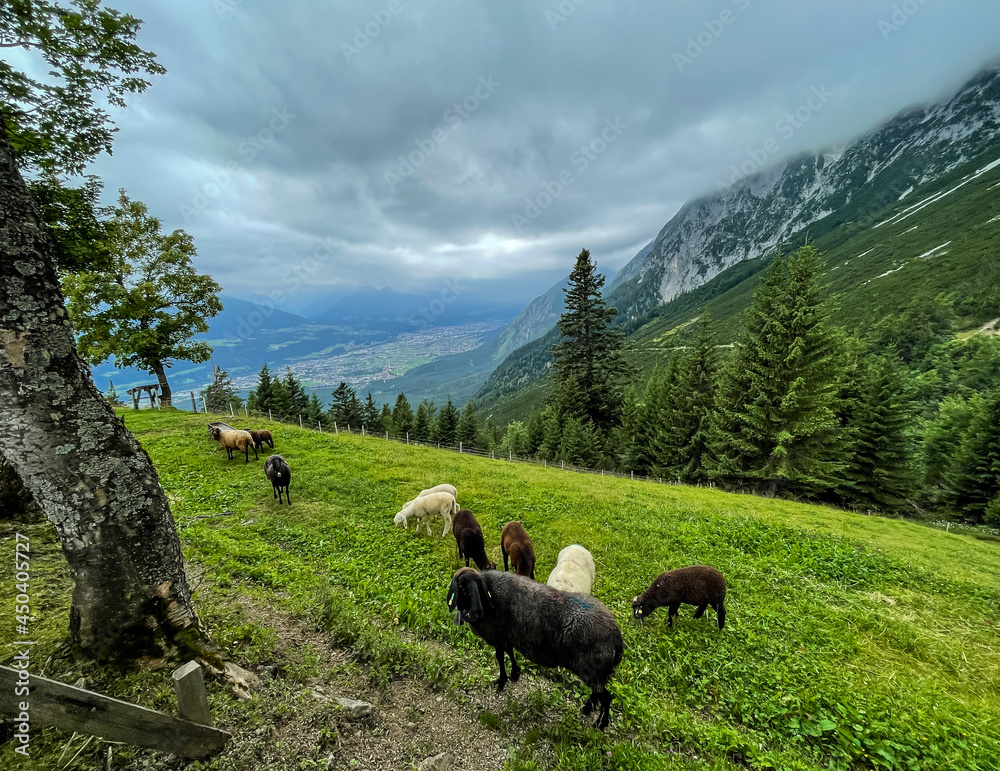 Naklejka premium Schafe auf einer Alm in den Bergen