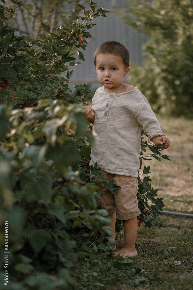 little boy eating red currant in the vegetable garden. Child spends summer in the village little boy eating red currant in the vegetable garden. Child spends summer in the village