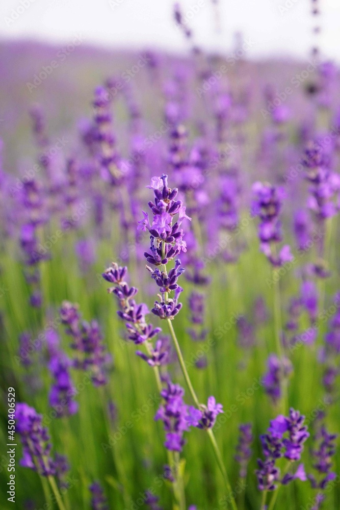macro photography of lavender