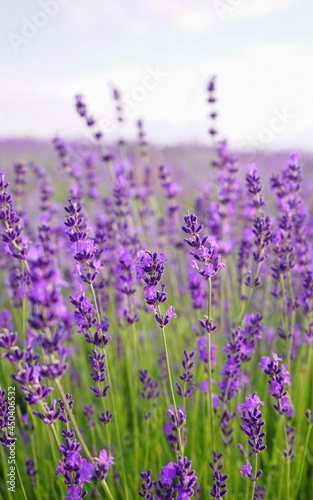 beautiful lavender color Provence Ukrainian © neteli