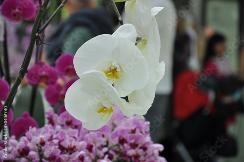 orchid flowers