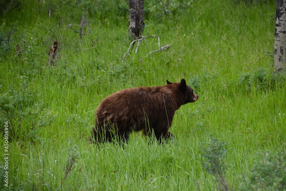 Brown Bear in Grand Teton National Park Brown Bear in Grand Teton National Park