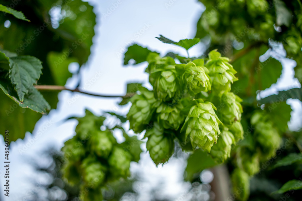Fresh hops, closeup shot. Beer concept Fresh hops, closeup shot. Beer concept