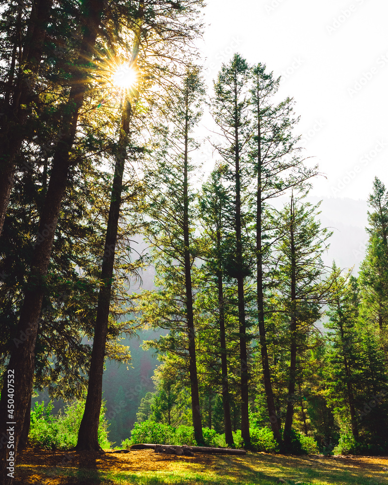 Obraz premium Sun rays shining through trees in the forest.
