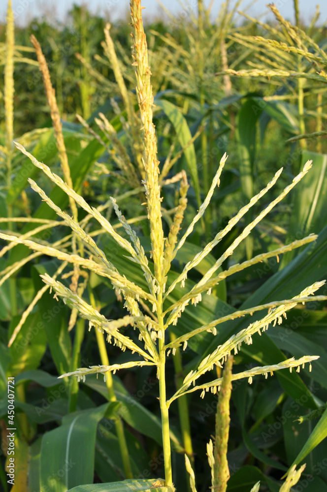 Panicle of corn blooms in a field Panicle of corn blooms in a field