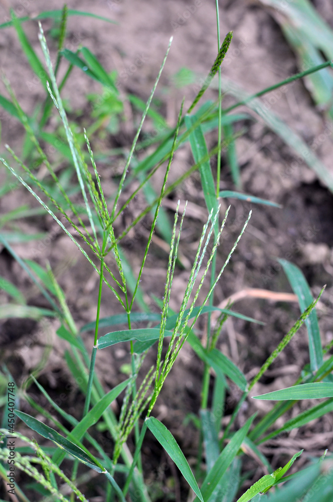 In the field, like a weed, grows Digitaria sanguinalis In the field, like a weed, grows Digitaria sanguinalis