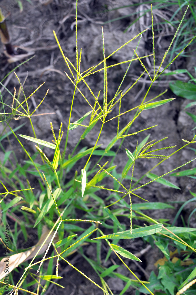 In the field, like a weed, grows Digitaria sanguinalis In the field, like a weed, grows Digitaria sanguinalis