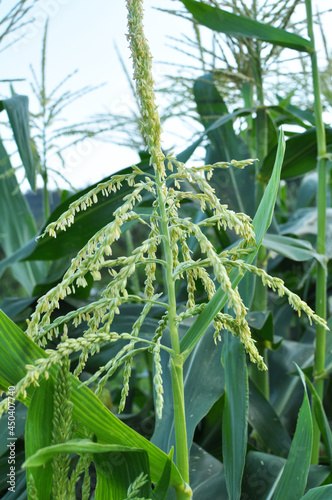 Panicle of corn blooms in a field © orestligetka