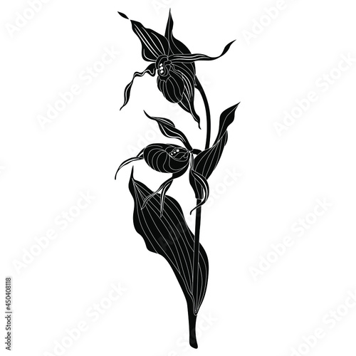 Blooming branch of Lady's slipper flower. Wild orchid. Cypripedium calceolus. Black and white negative silhouette. Isolated vector illustration.
