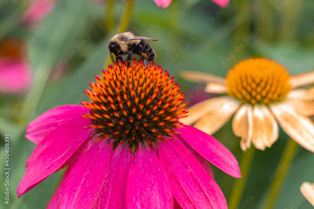 bee on a flower bee on a flower
