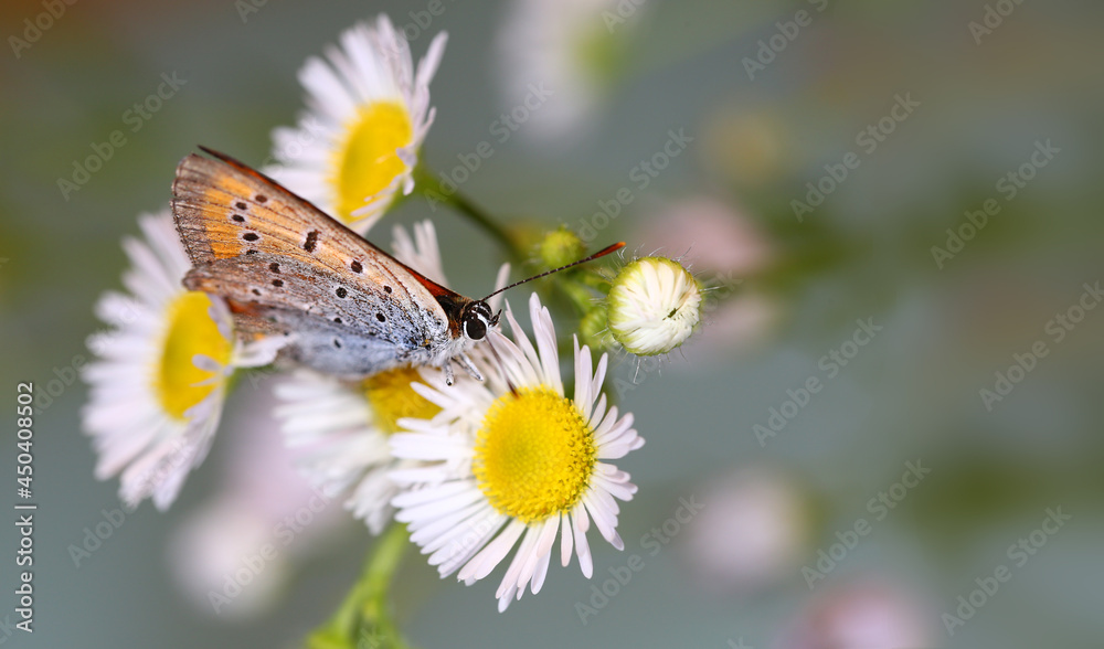 lonely Multi-colored moth on field daisies ... j