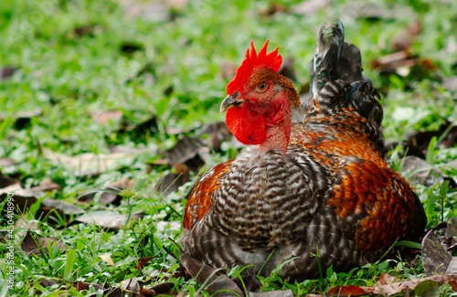 Panamanian rooster
