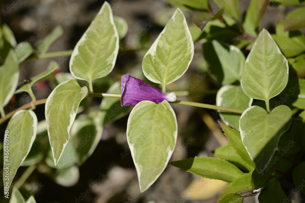Nightshade on the vine.