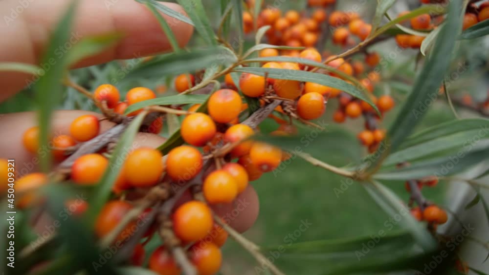 Sea buckthorn. The use of juices, compotes, wines, sea buckthorn oil. This oil is used in medicine and cosmetology. Selective focus Sea buckthorn. The use of juices, compotes, wines, sea buckthorn oil. This oil is used in medicine and cosmetology. Selective focus
