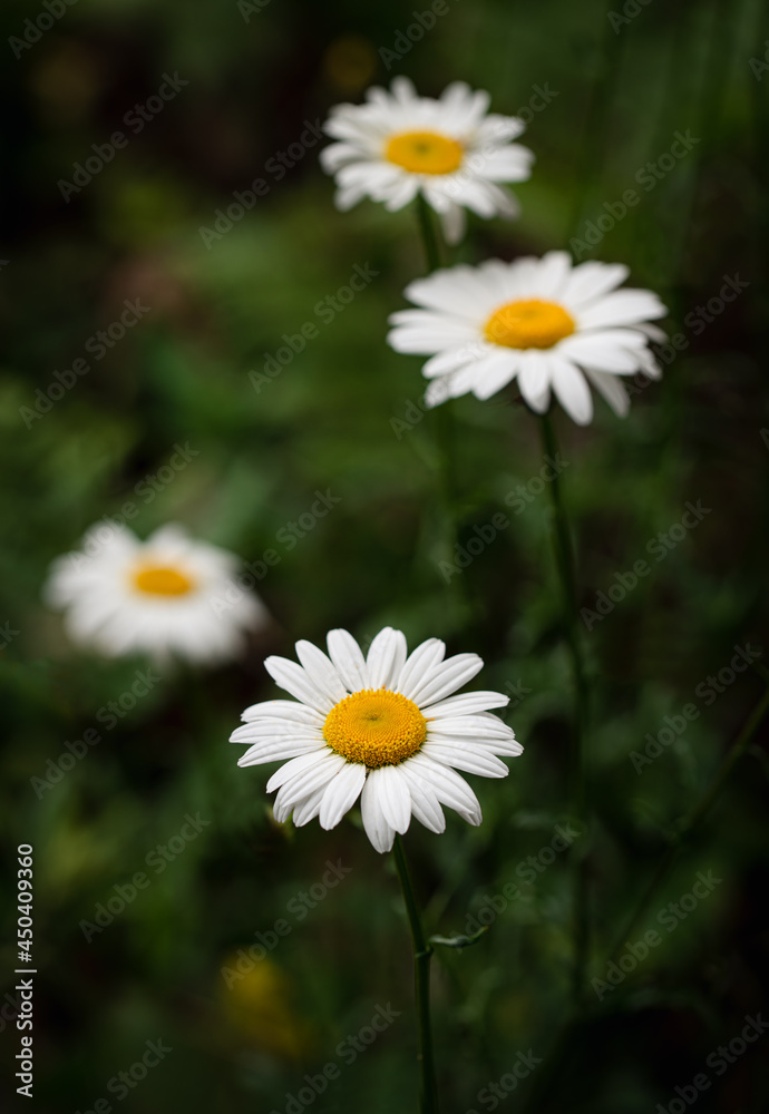 Fototapeta premium Close up of white and yellow daisy flowers growing in a field.