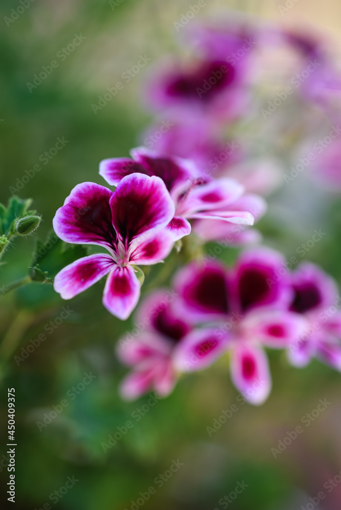 Close up of purple and white flowers on geranium mosquitaway plant.