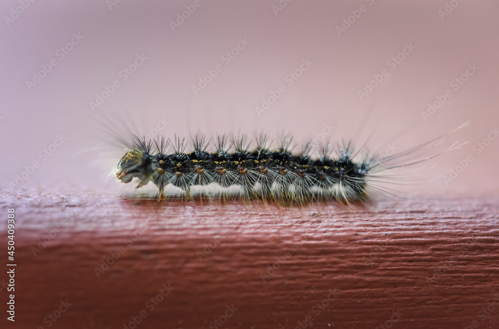 Close up of gypsy moth caterpillar crawling on wood. Close up of gypsy moth caterpillar crawling on wood.