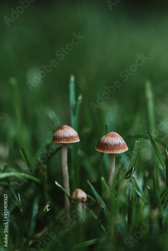 Close up of small mushrooms growing in the green grass.