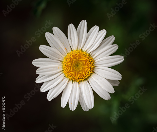Isolated close up of a single yellow and white daisy shot from above.